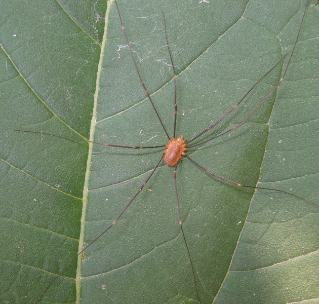 Opilio canestrinii Fotografato a Lughignano (TV)